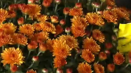 Your Garden: Mums