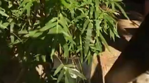 Your Garden: Bamboo barriers