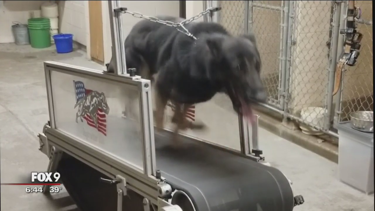 Minneapolis police fundraising for new K-9 treadmill