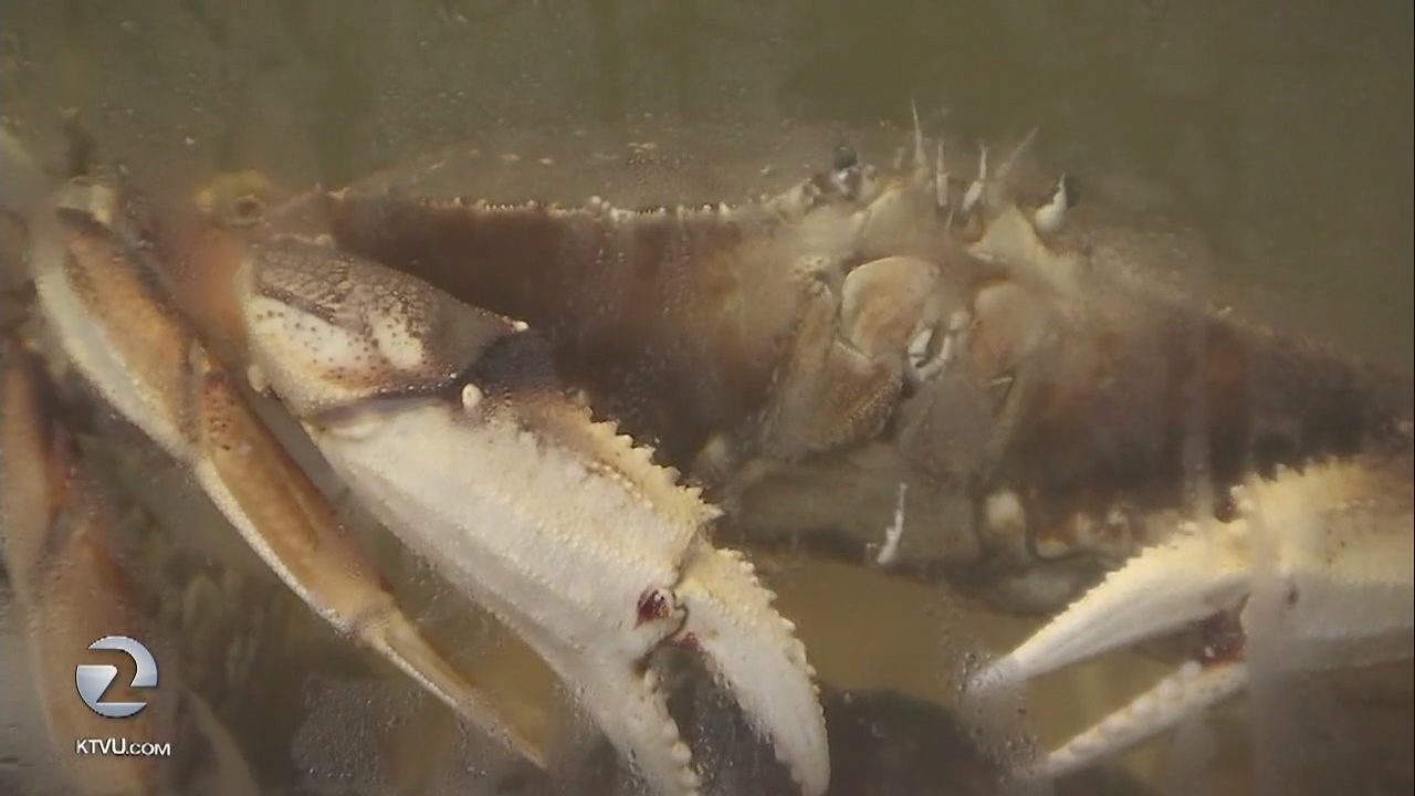 Christmas crab shortage