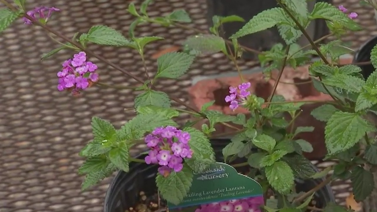 Your Garden: Pruning back perennials