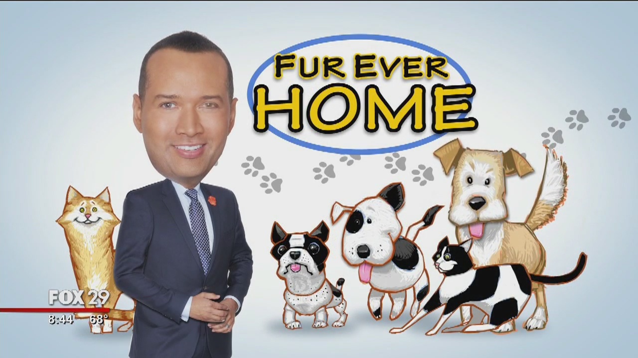 Furry friends seek furever homes at Brandywine Valley SPCA
