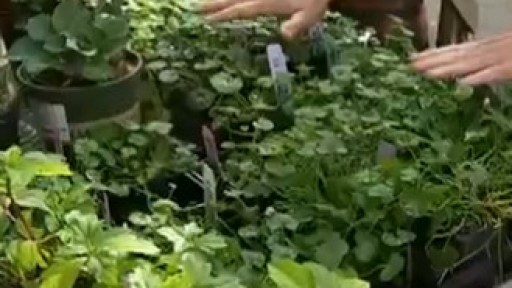 Your Garden: Choosing groundcover