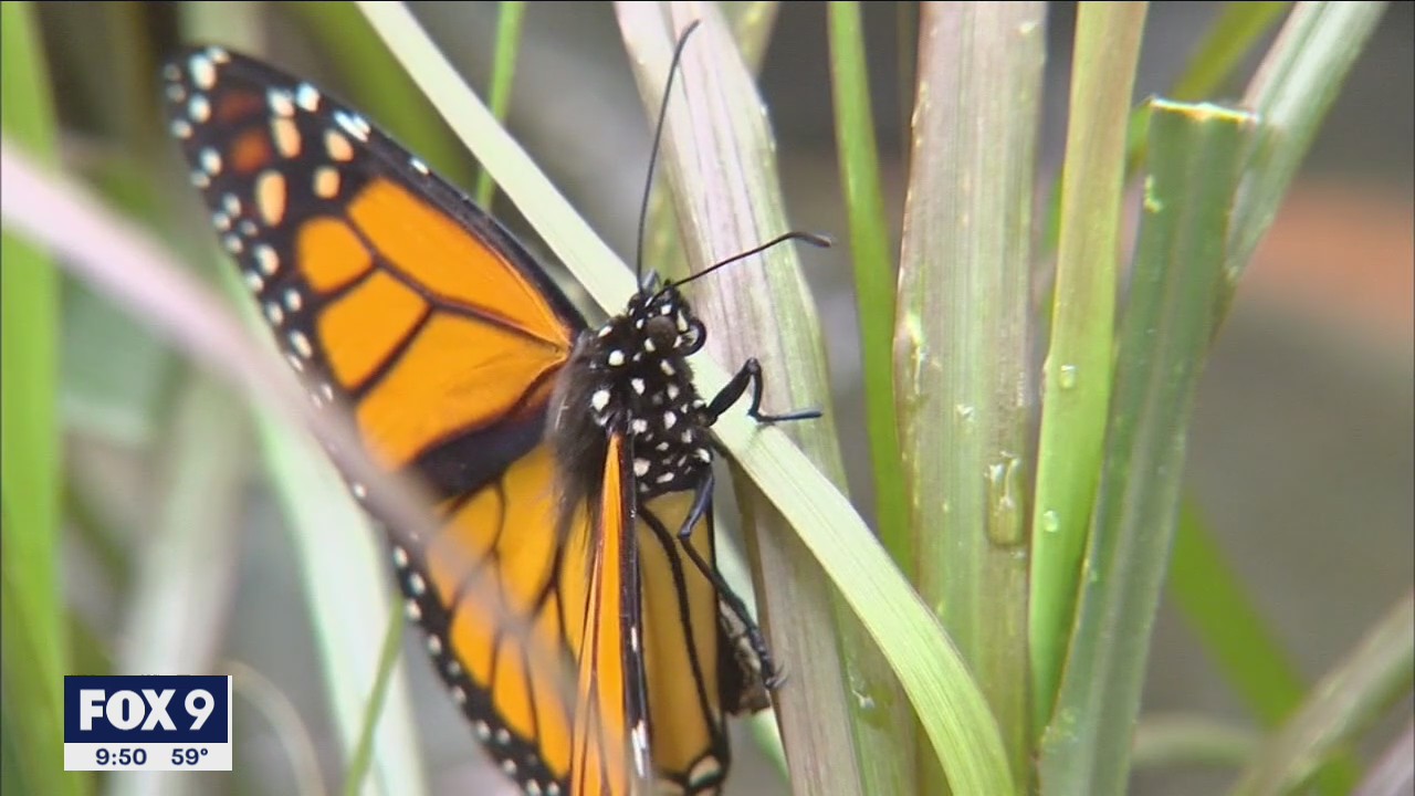 Minnesota couple on mission to save monarch butterflies