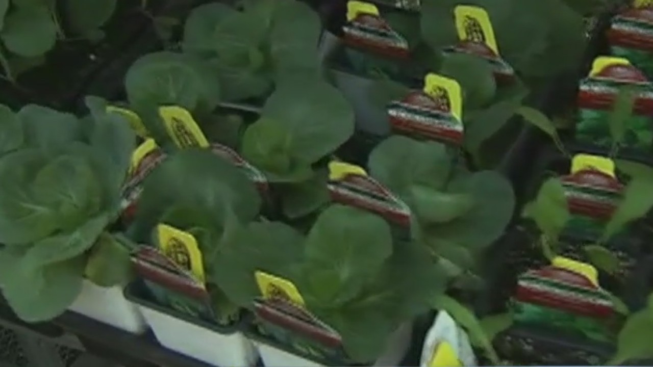 Your Garden: Fall vegetables